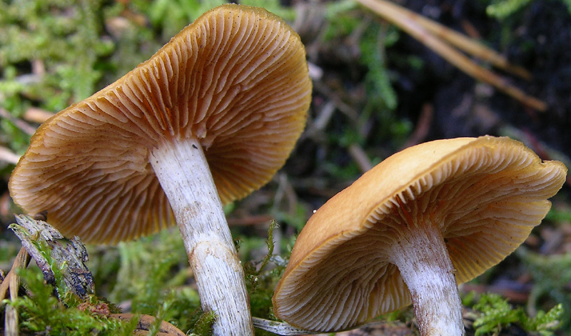 Galerina da determinare n32(2007)